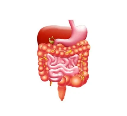 Digestive System