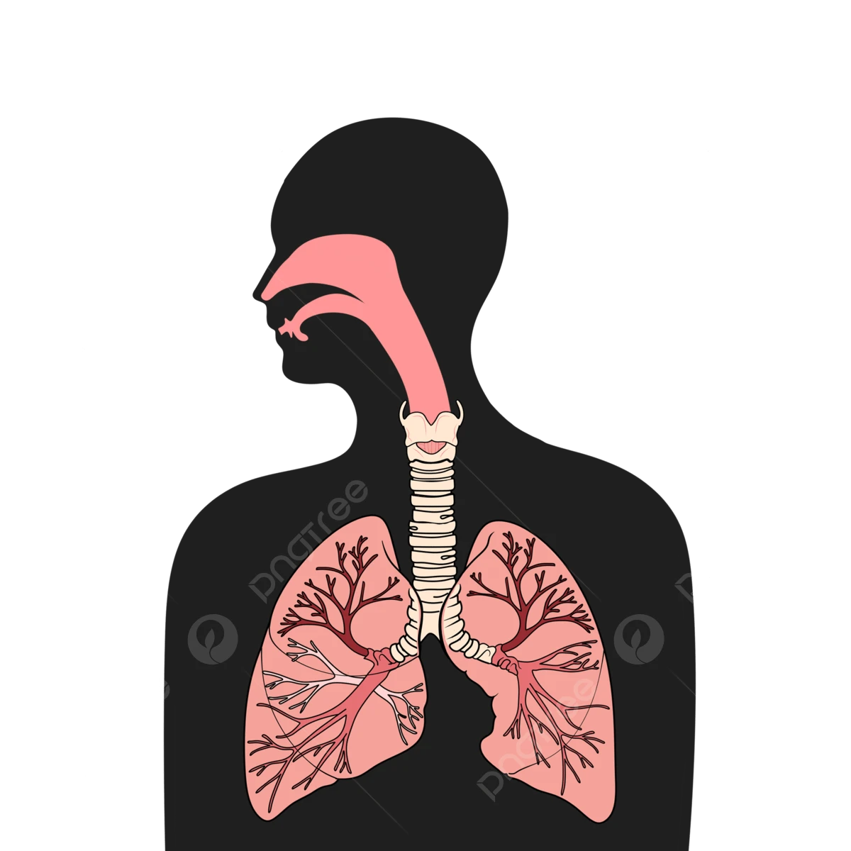 Respiratory System